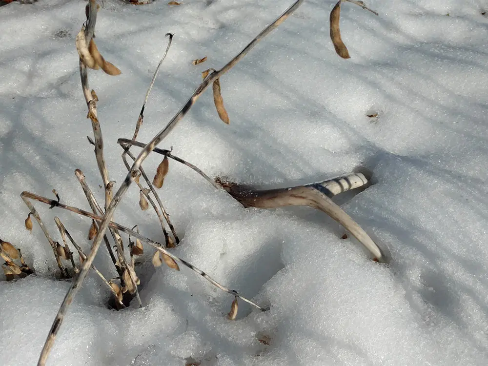 a whitetail shed antler in snow