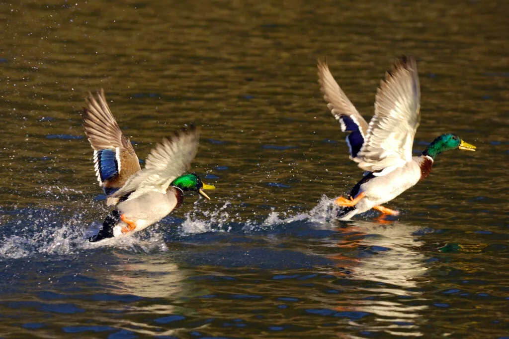 Two drake mallards taking off from the water.