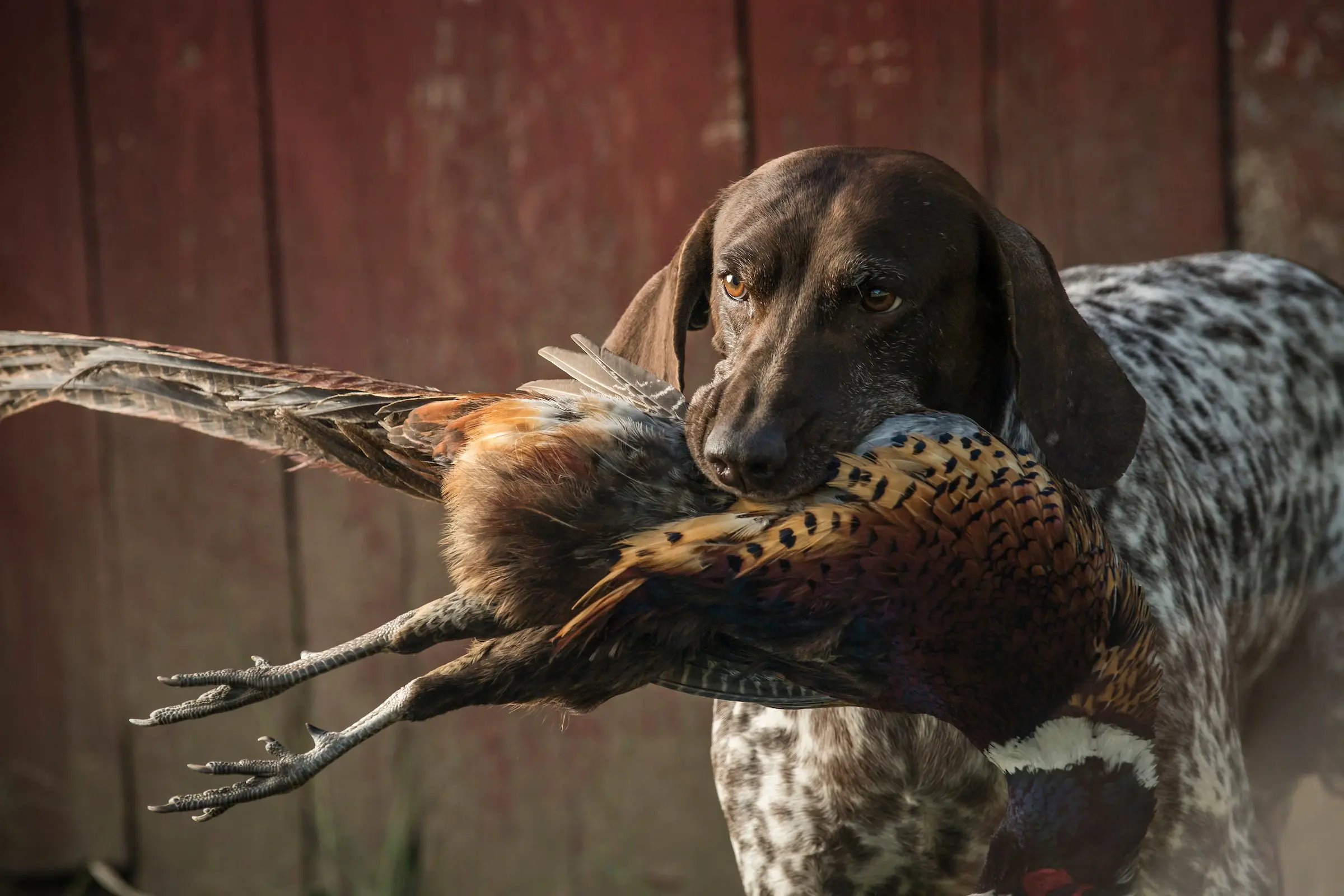 how to train a dog for the field