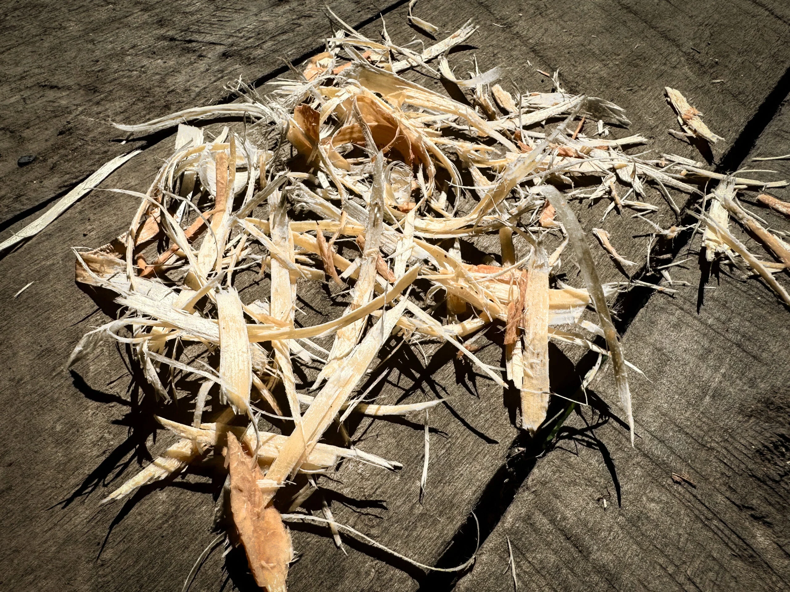 Shavings from a pine bark tree