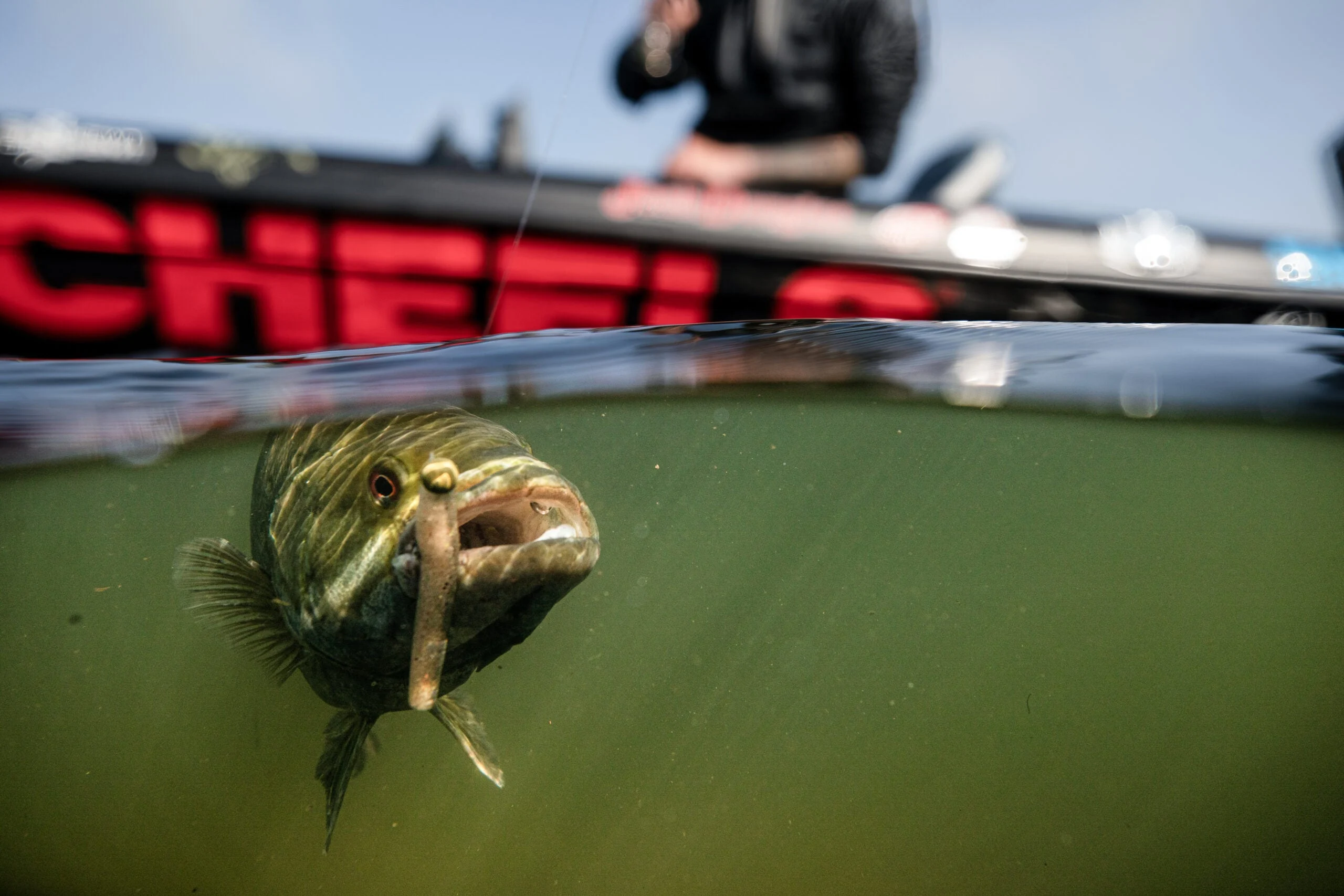 Smallmouth bass underwater with soft plastic worm in mouth