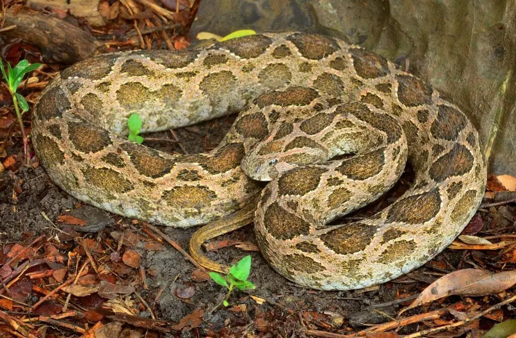 a coiled up russells viper