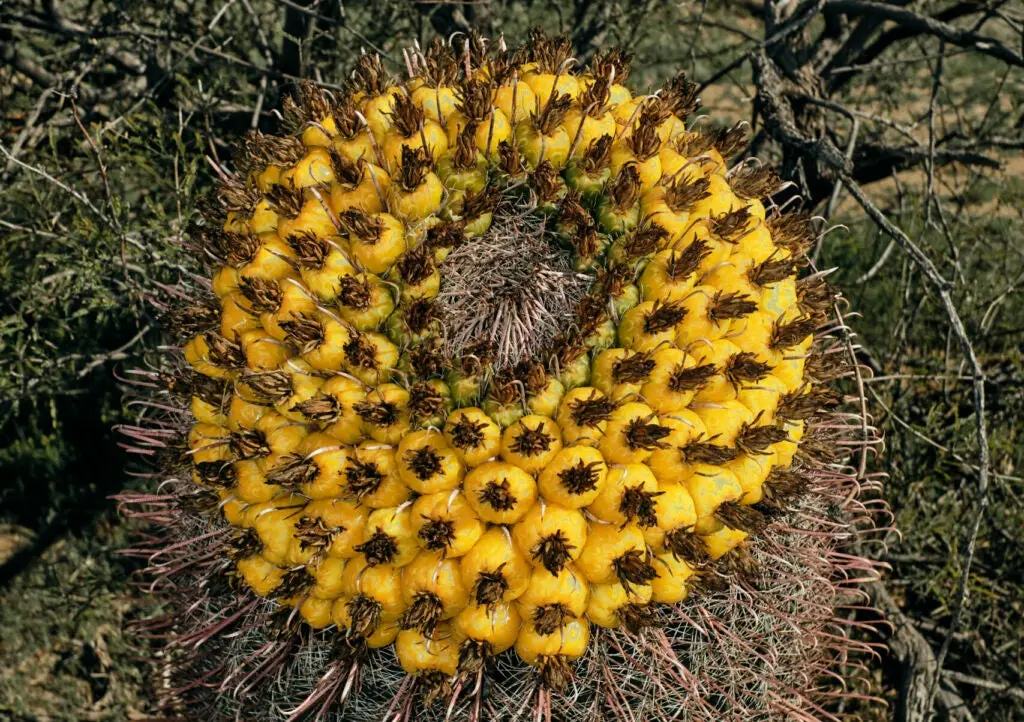 cactus in arizona