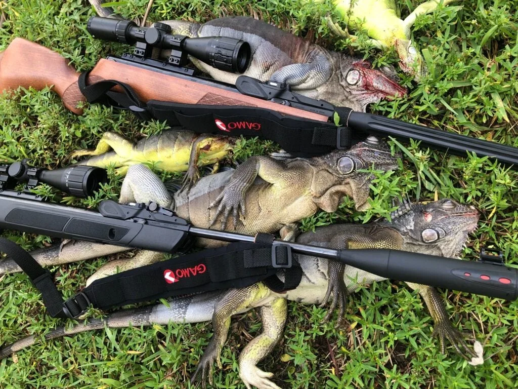 Two Gamo Swarm Fusion Rifles