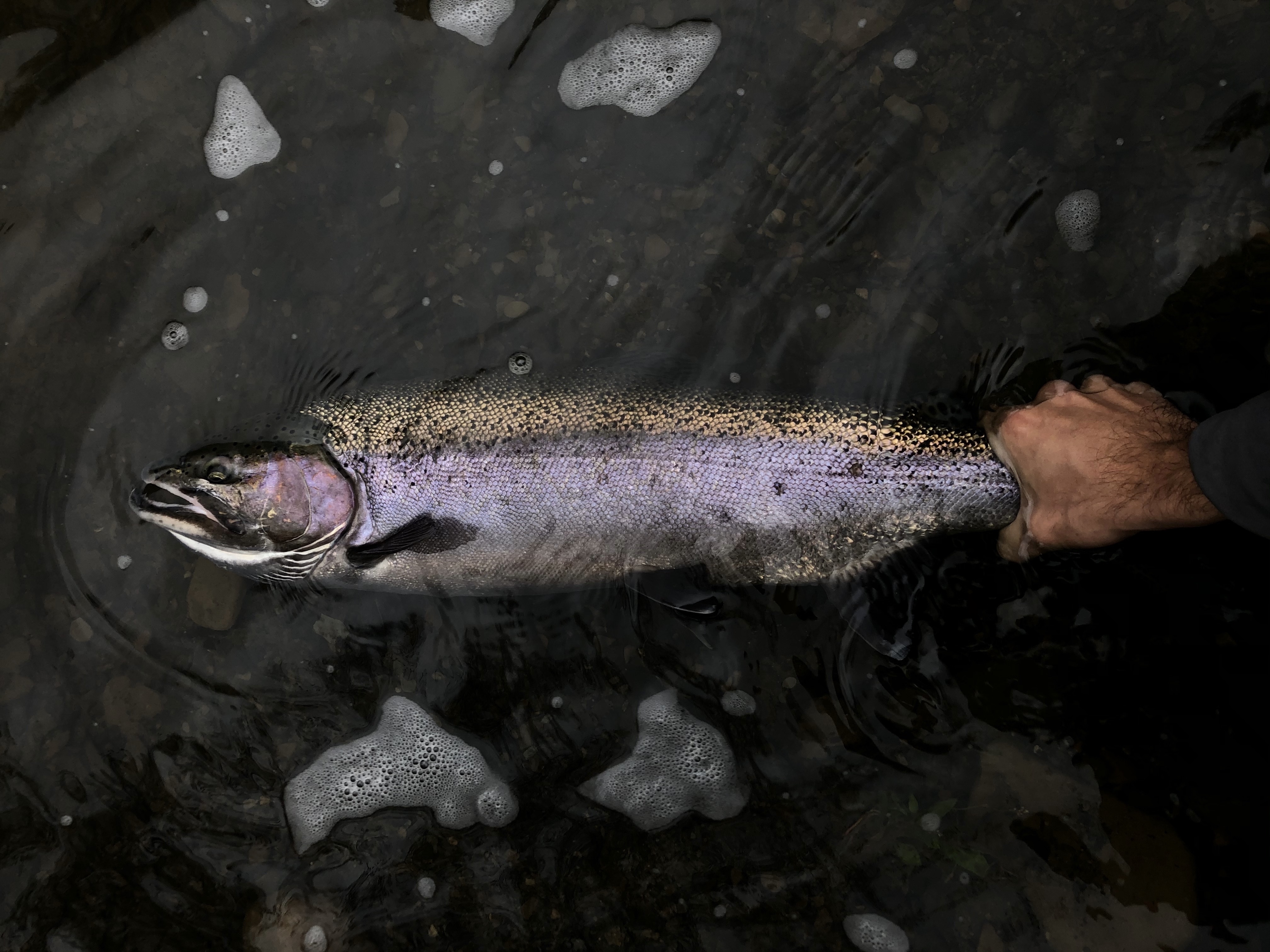 Steelhead Lead