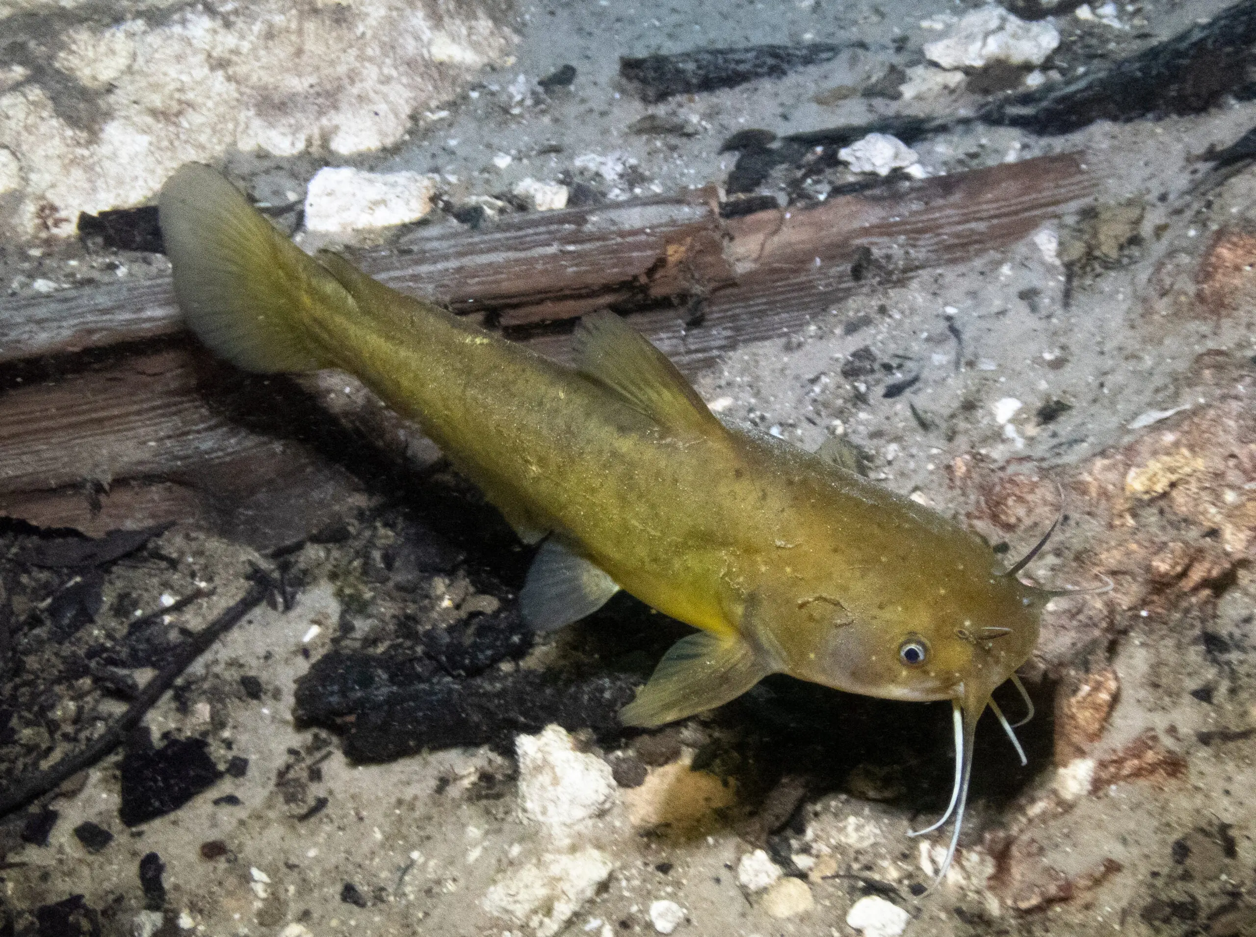 photo of yellow bullhead 