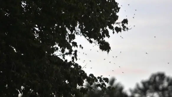 A swarm of mayflies