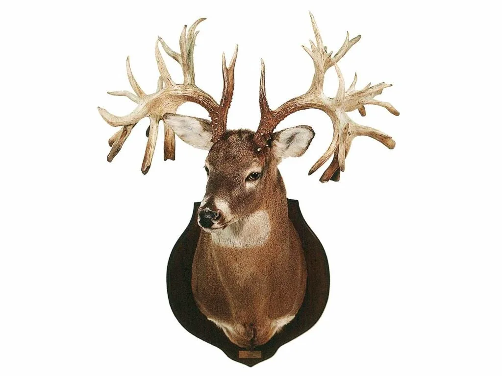 The Missouri Monarch antler rack trophy