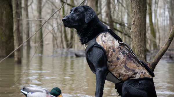 Black lab wearing MOMarsh VersaVest Hunting Dog Vest