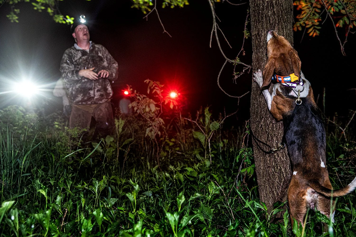 coonhound barks up tree as hunter peers up into branches