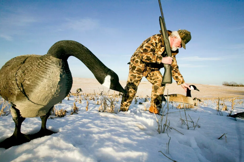 Goose hunter setting decoys in a corn field.