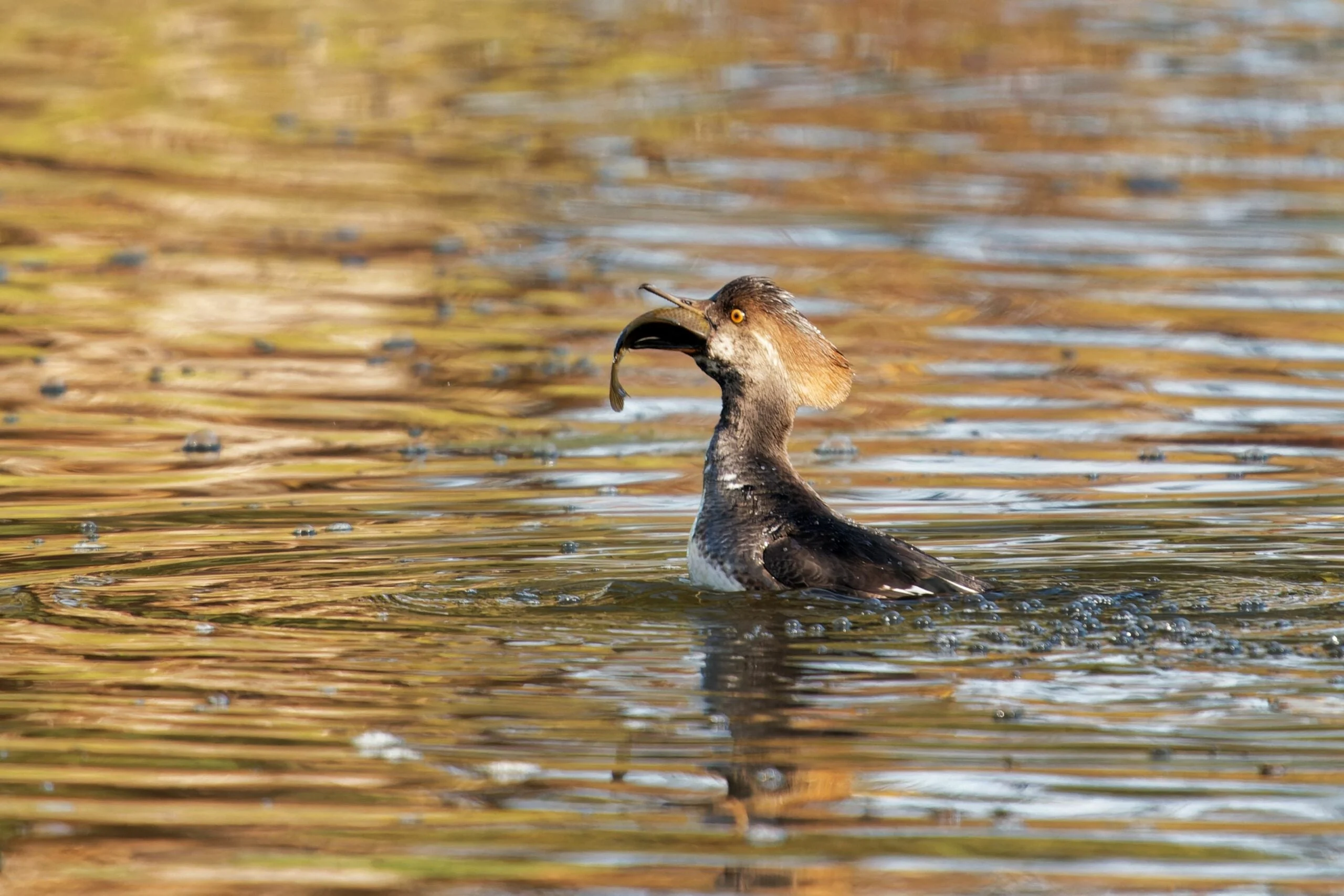 Photo of a merganser eating a fish