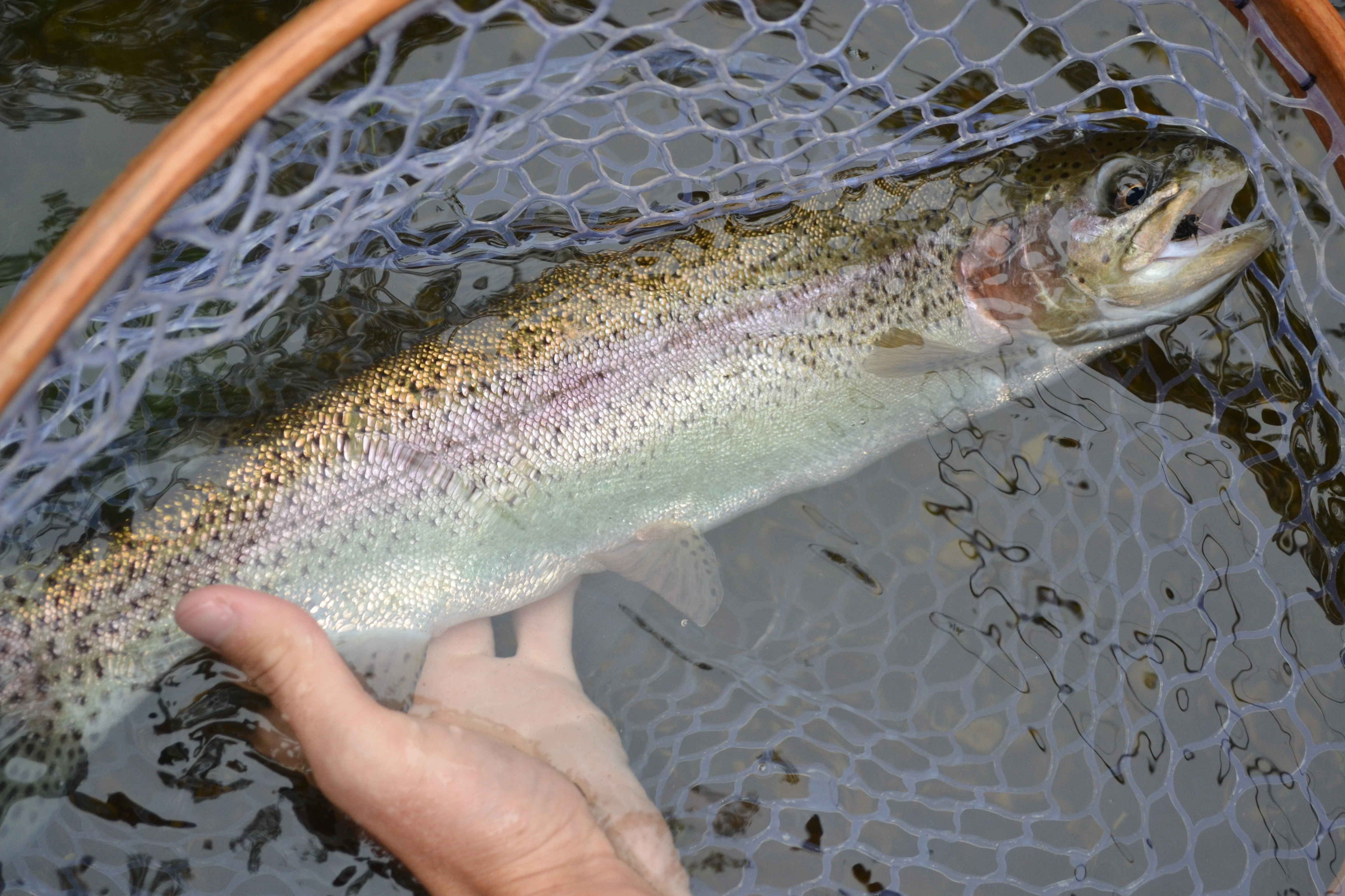 Rainbow trout laying in fishing net