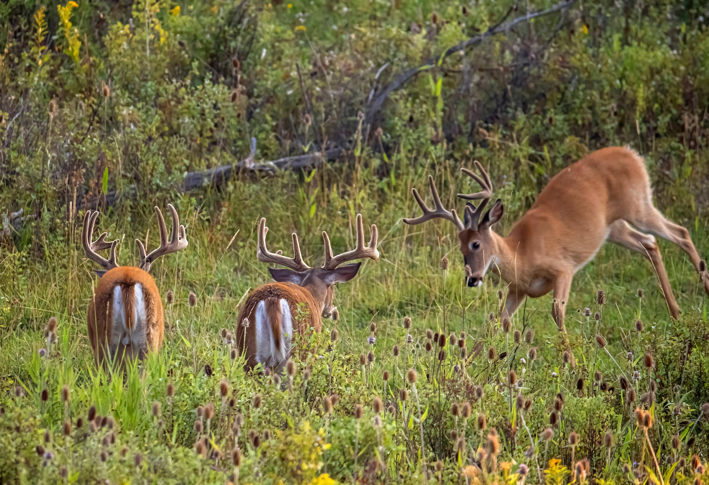 The velvet whitetail bucks at the edge of a field, one bluff-charging the other two. 