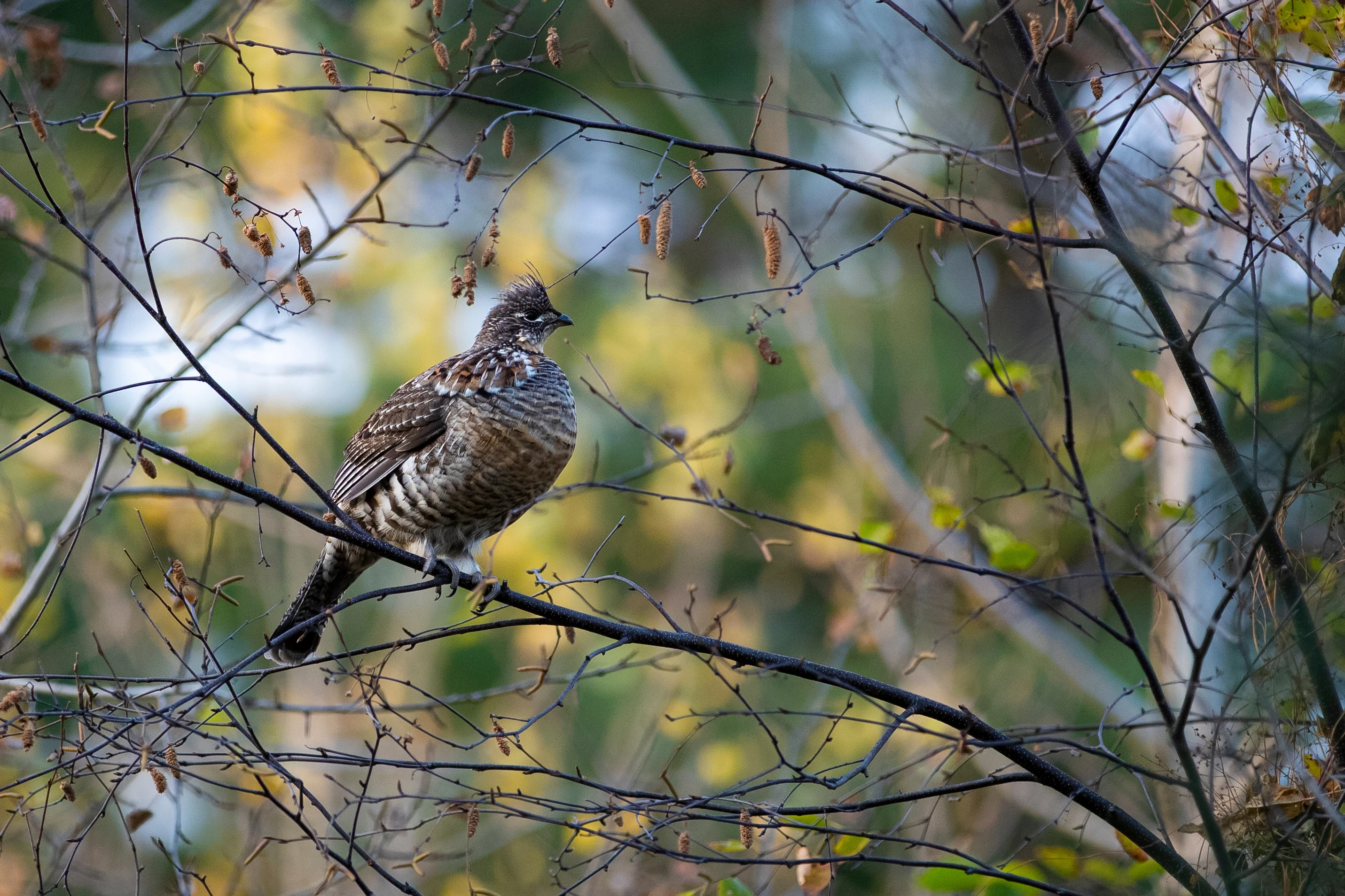 A ruff grouse sits on a branch in the woods