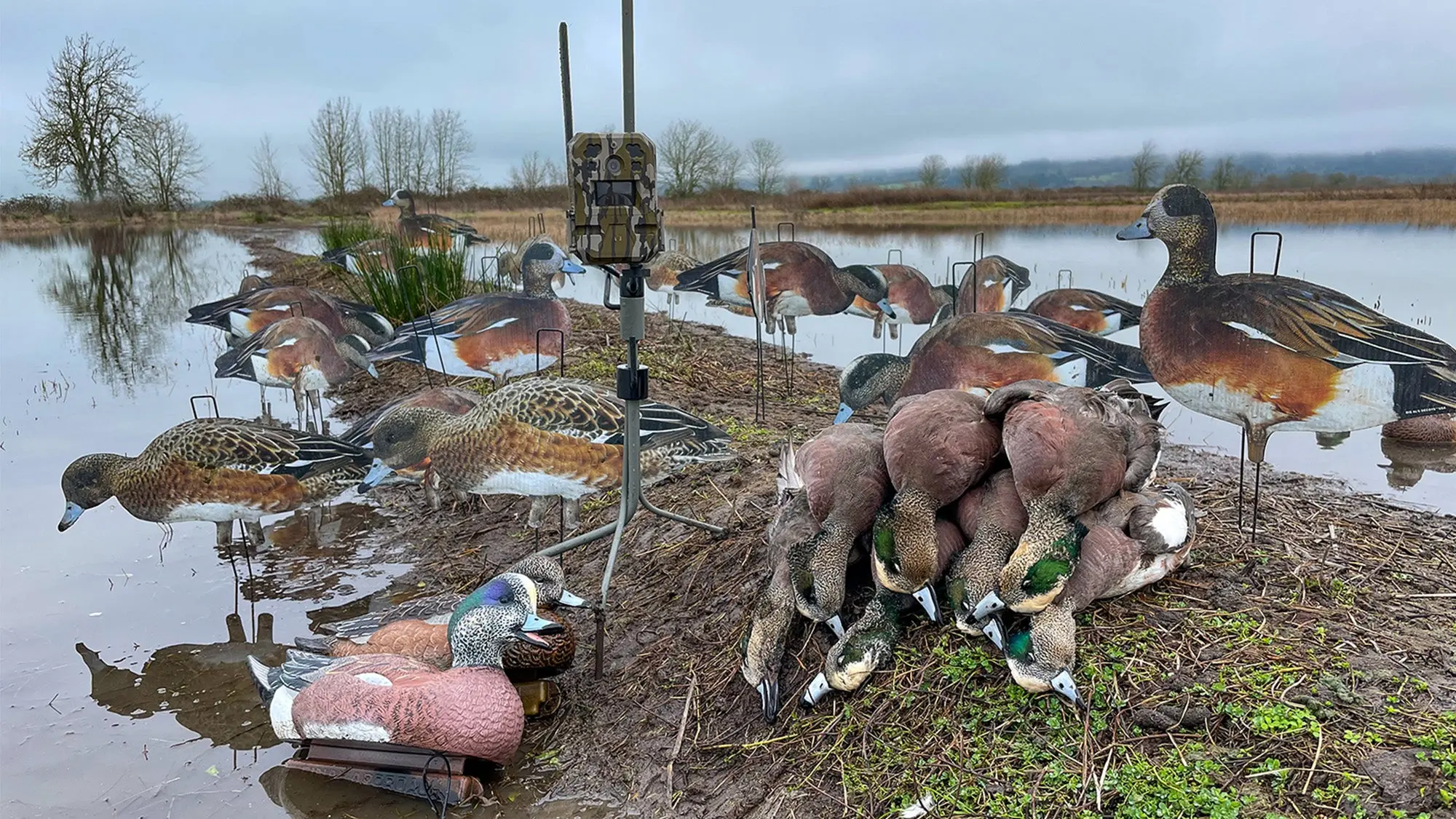 A one-man all drake wigeon limit next to the author's Moultrie Mobile {ro Edge trail cam.