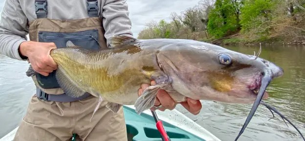 Man holding catfish.