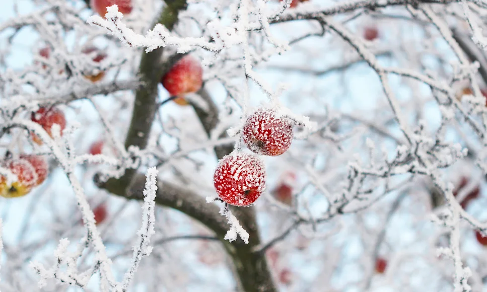 Wild apples clinging to a branch in winter.