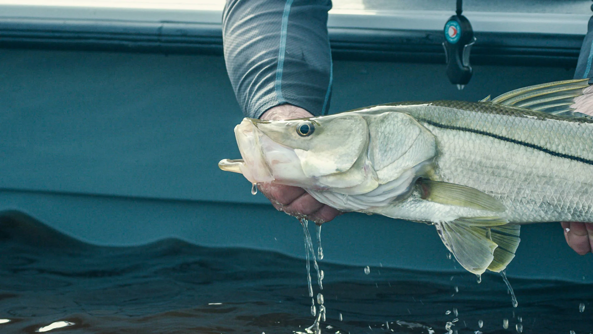 A snook caught in the Florida Everglades.