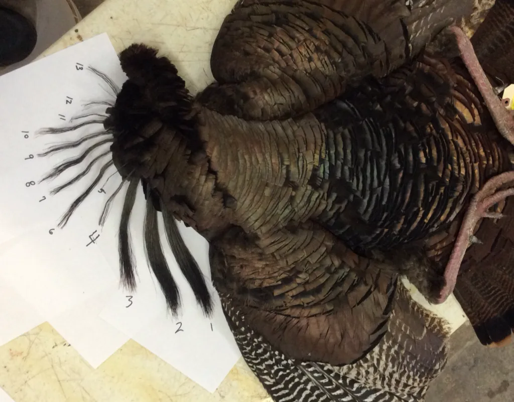 Wild Turkey with 13 beards.