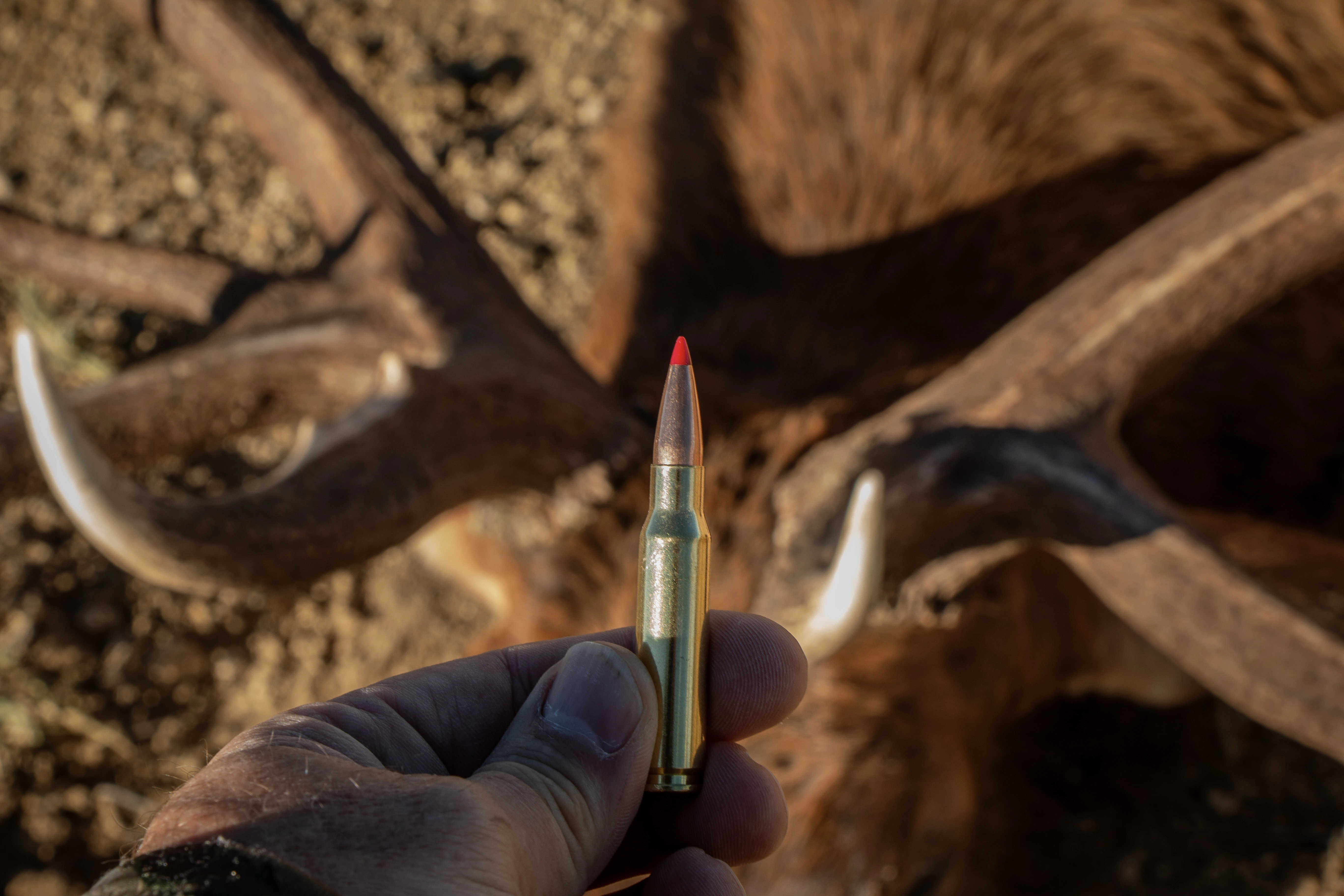 The hand of a hunter hold a 308 Winchester cartridge elk answers in the background. 