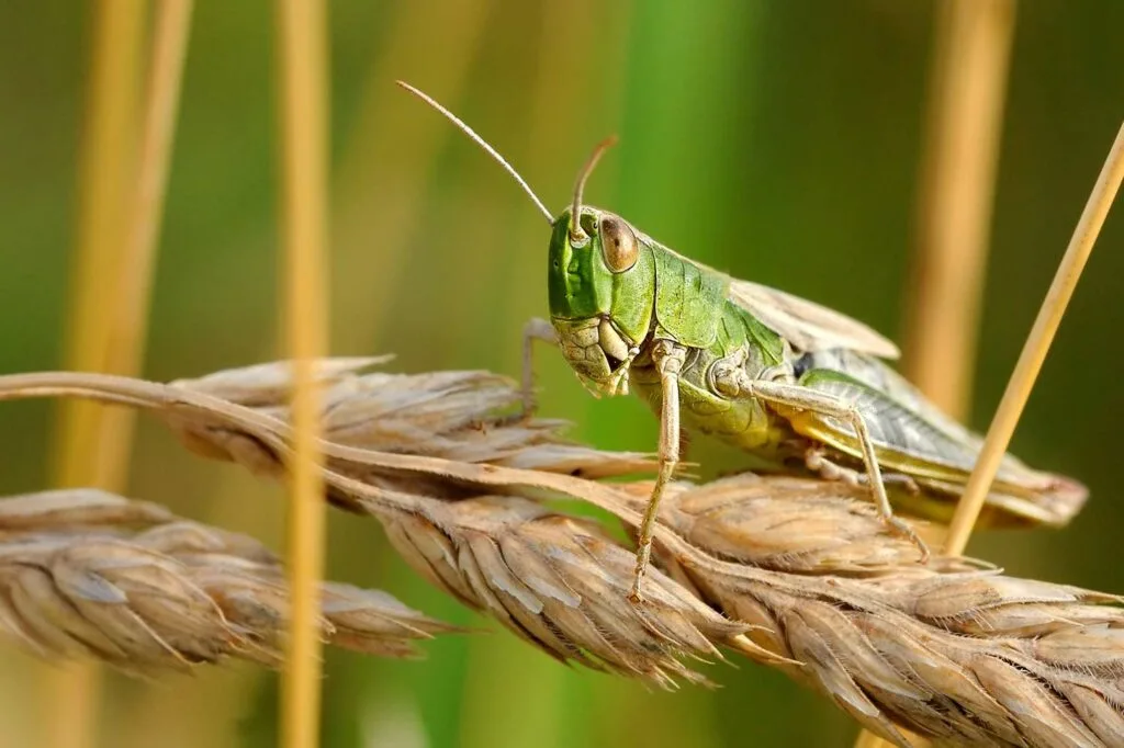 A locust on a wheat stalk.