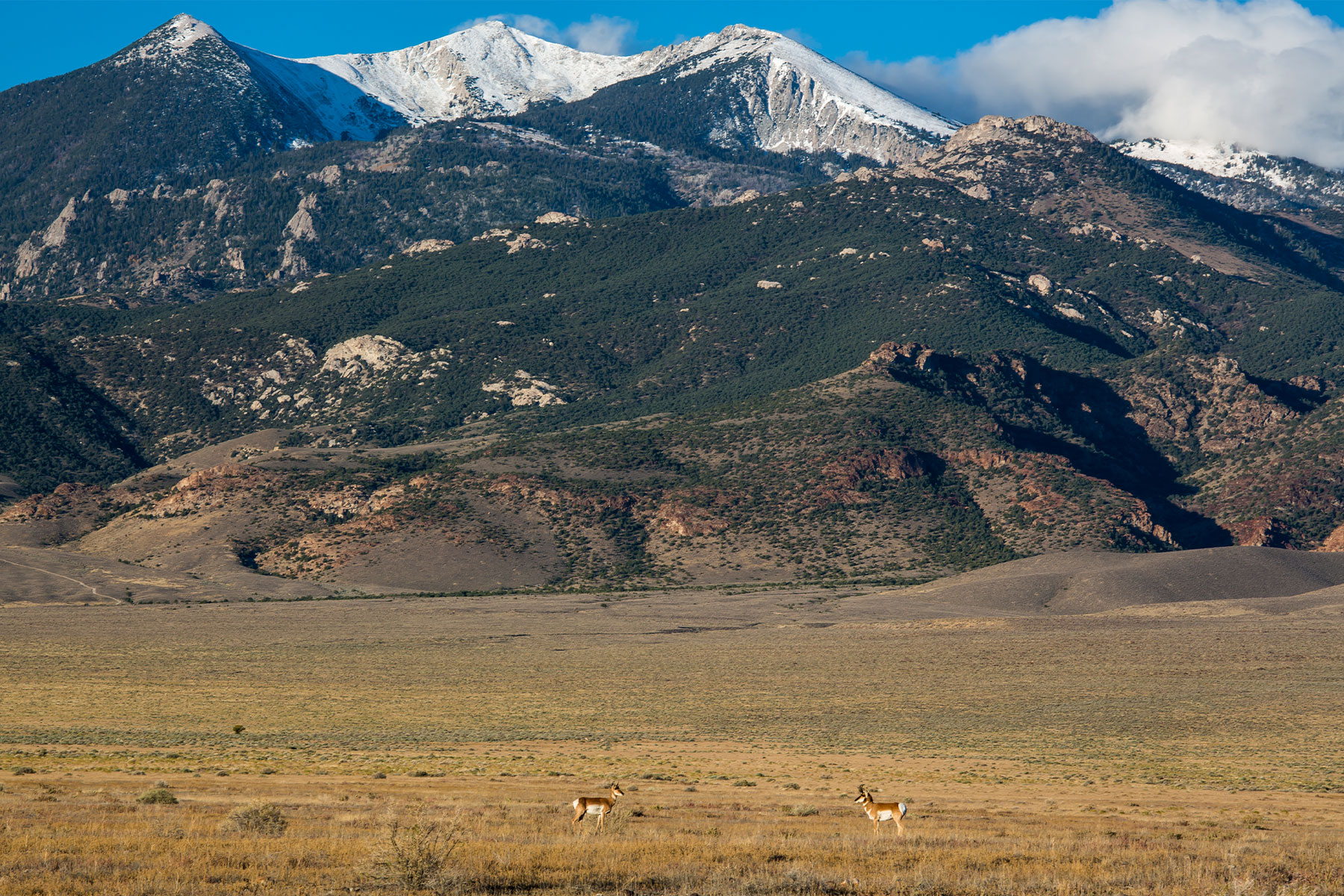 Two pronghorn antelope graze a field below snow-covered peaks. 
