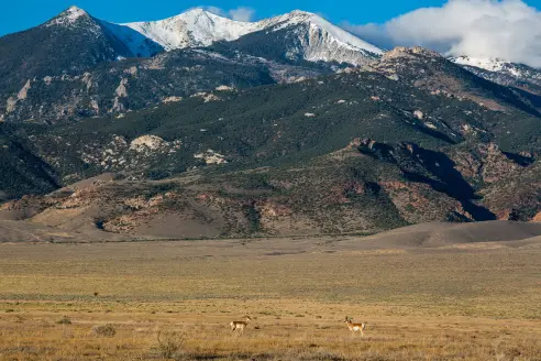 Two pronghorn antelope graze a field below snow-covered peaks. 