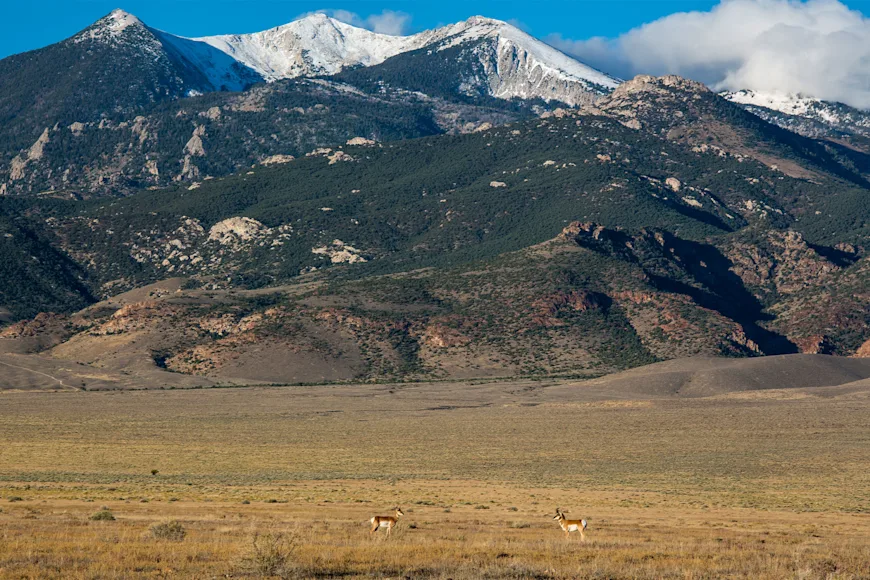 Two pronghorn antelope graze a field below snow-covered peaks.