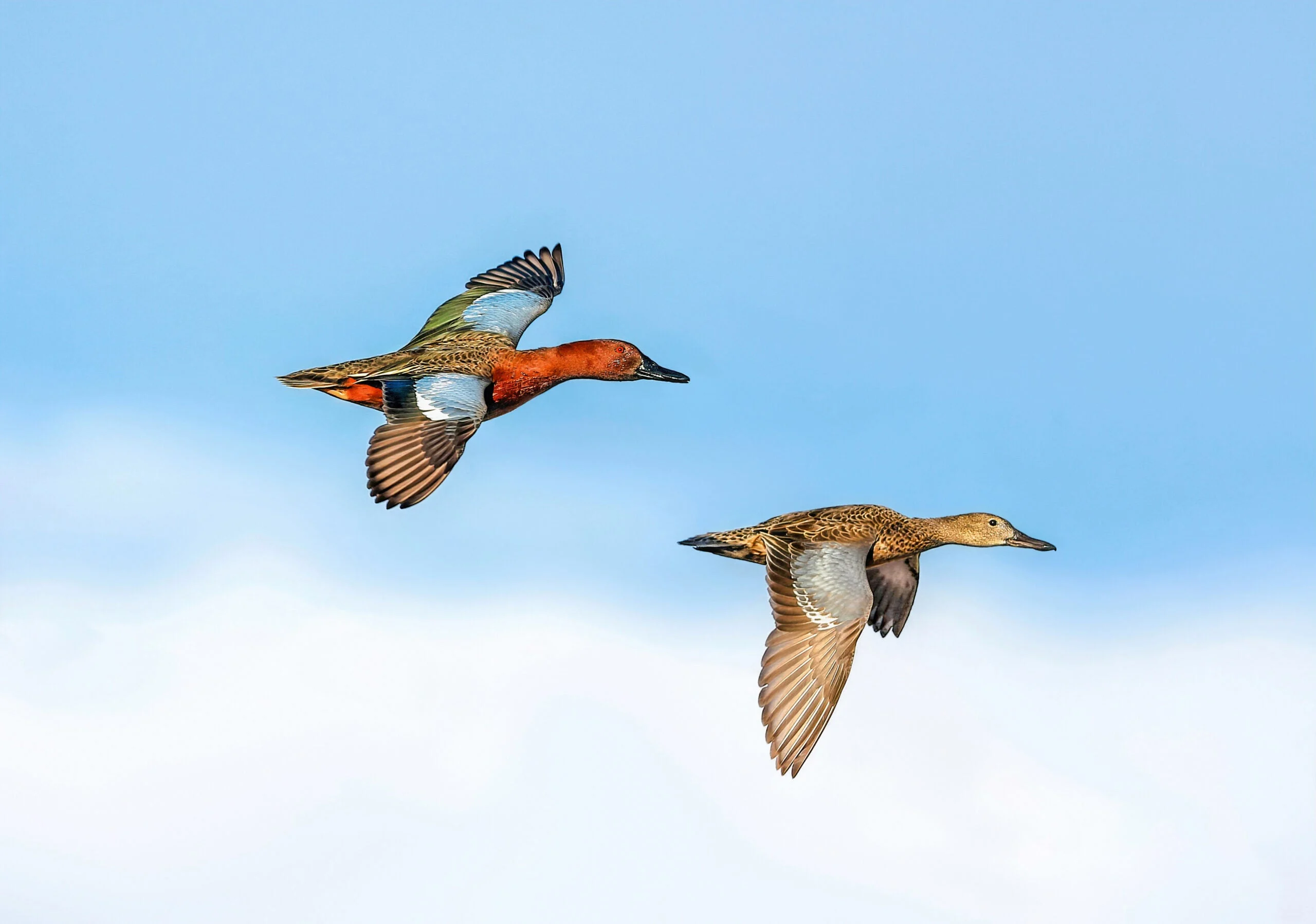 Drake and hen cinammon teal flying with blue sky in background