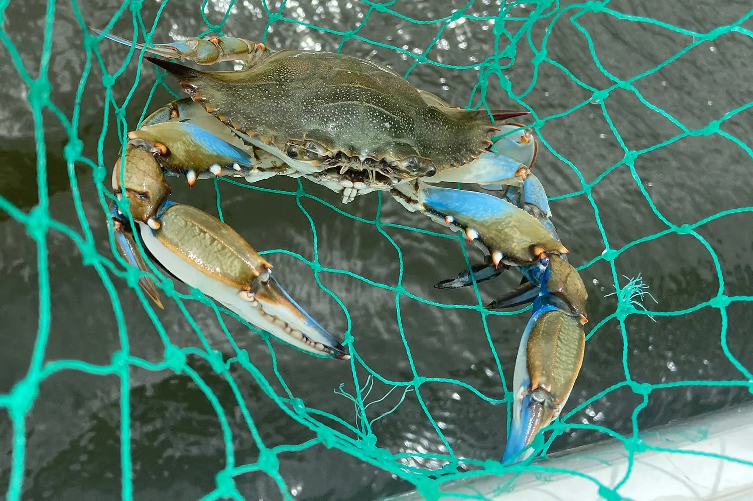 blue crab in a net