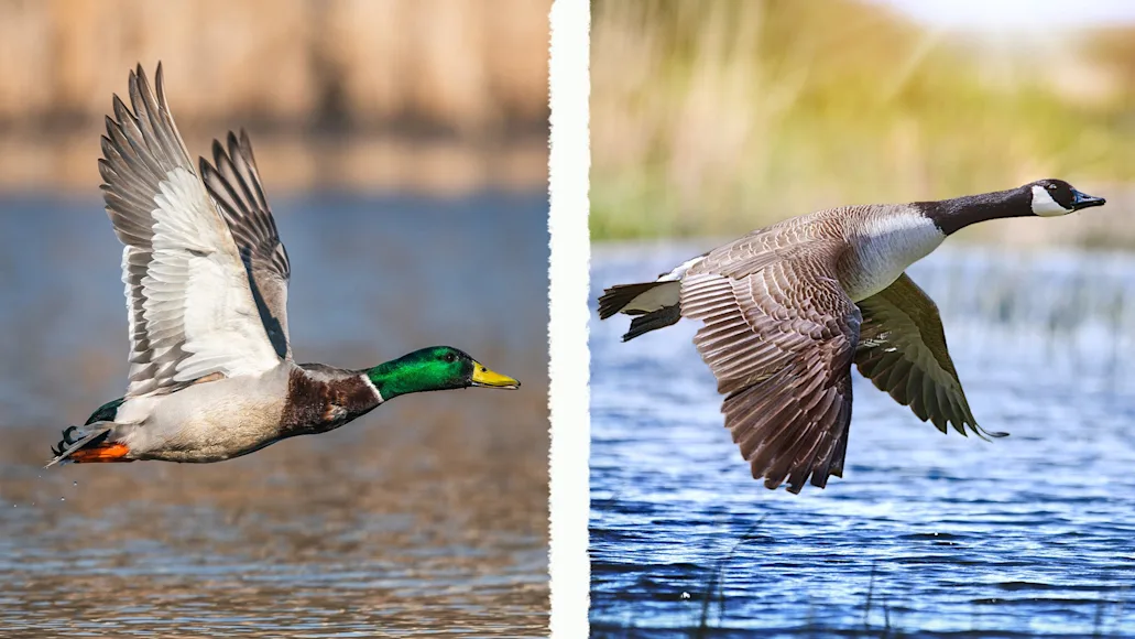 Split photo of a mallard duck and a canada goose to show the differences between a duck and a goose