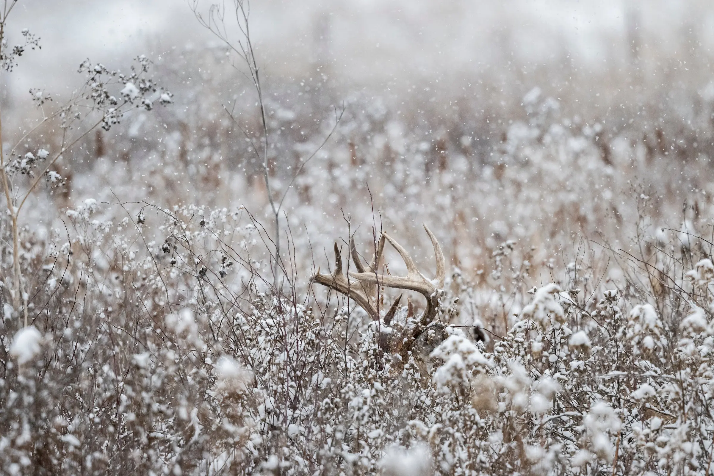 The antlers of a whitetail buck stick up above snow-covered brush. 