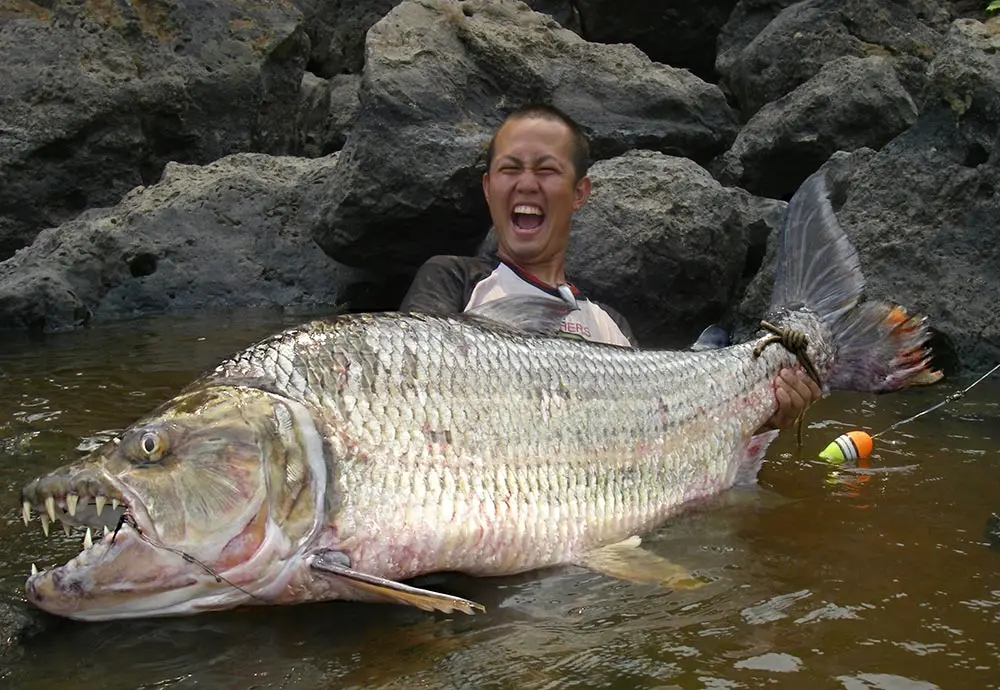 The 32 surgically-sharp teeth and deep body of a goliath tigerfish.