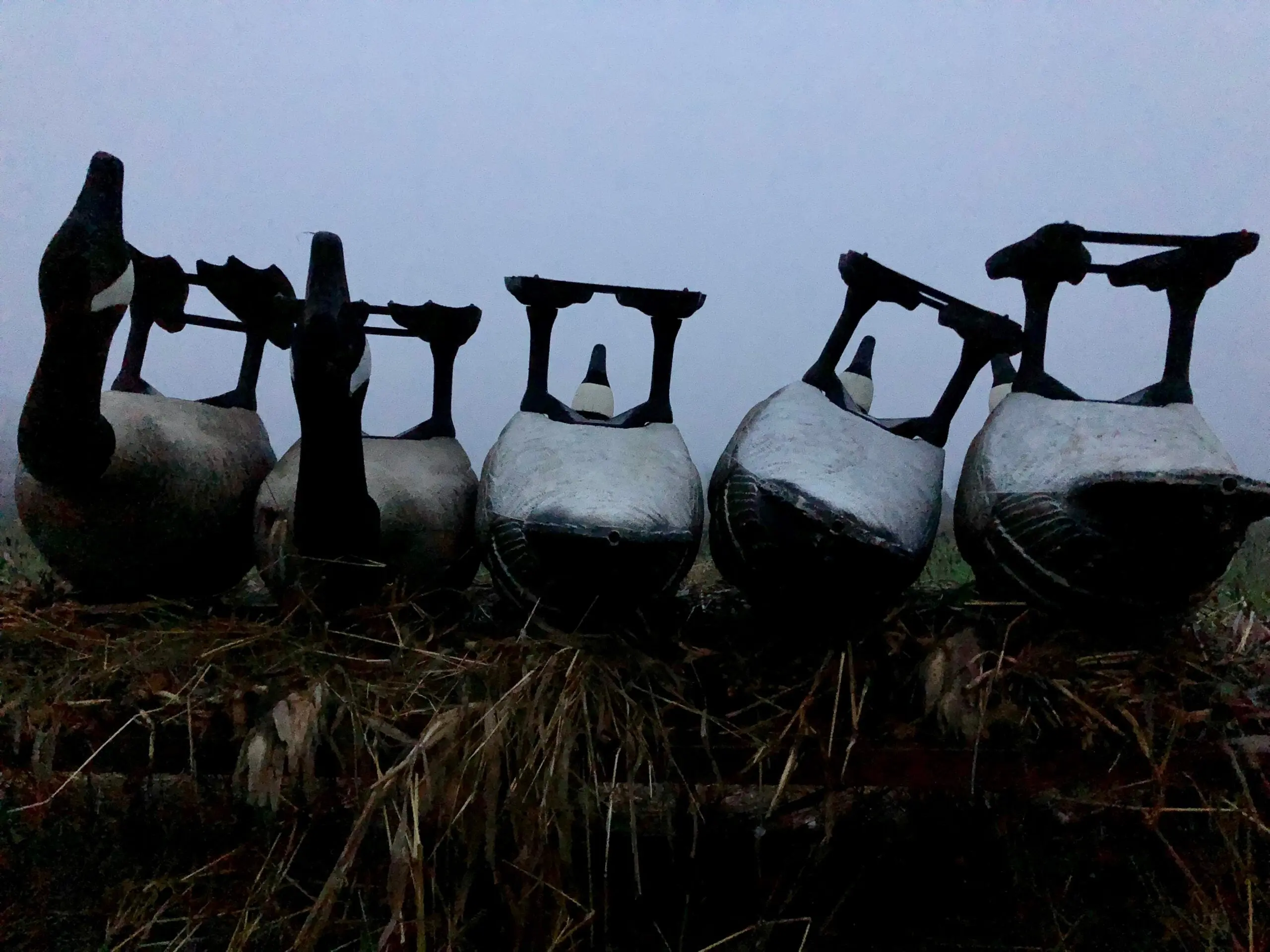 A row of goose decoys on the ground.