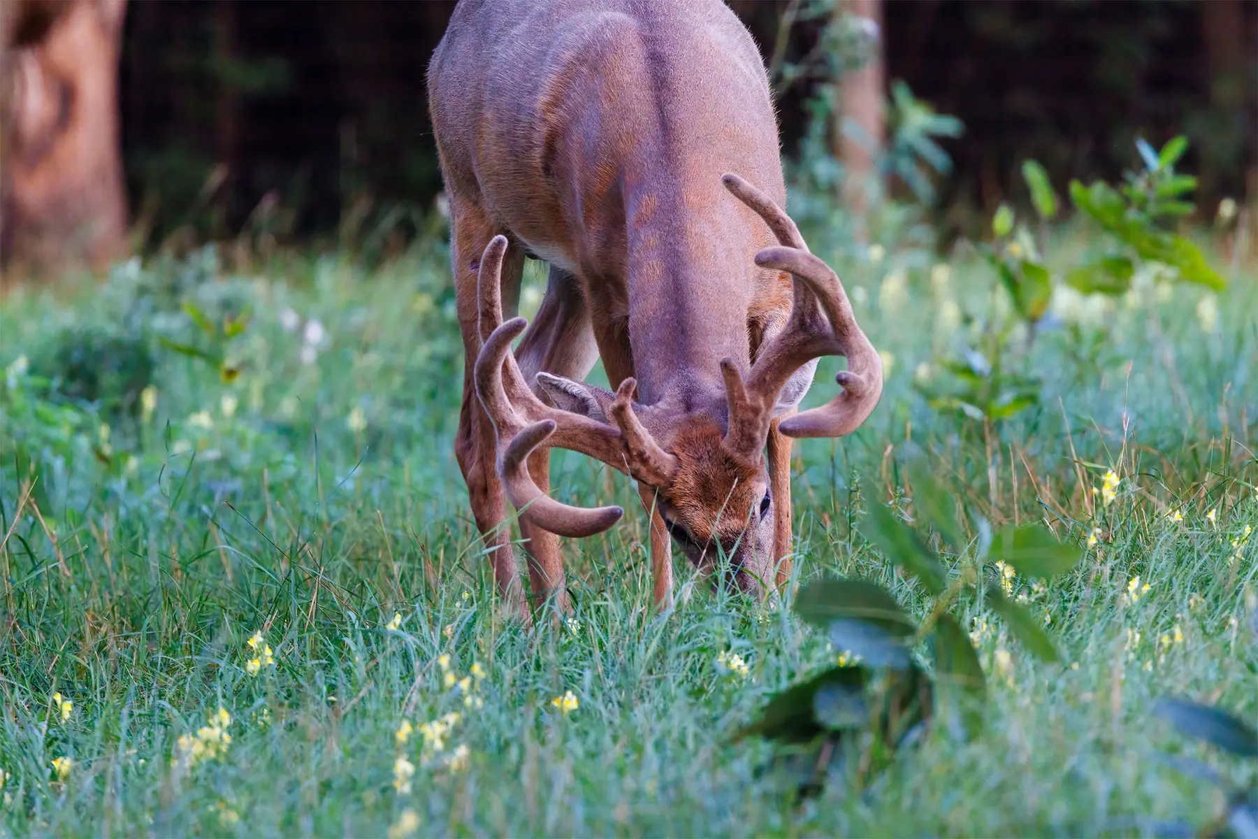 A trophy whitetail in full velvet feeds on grass and acorns in an open field. 