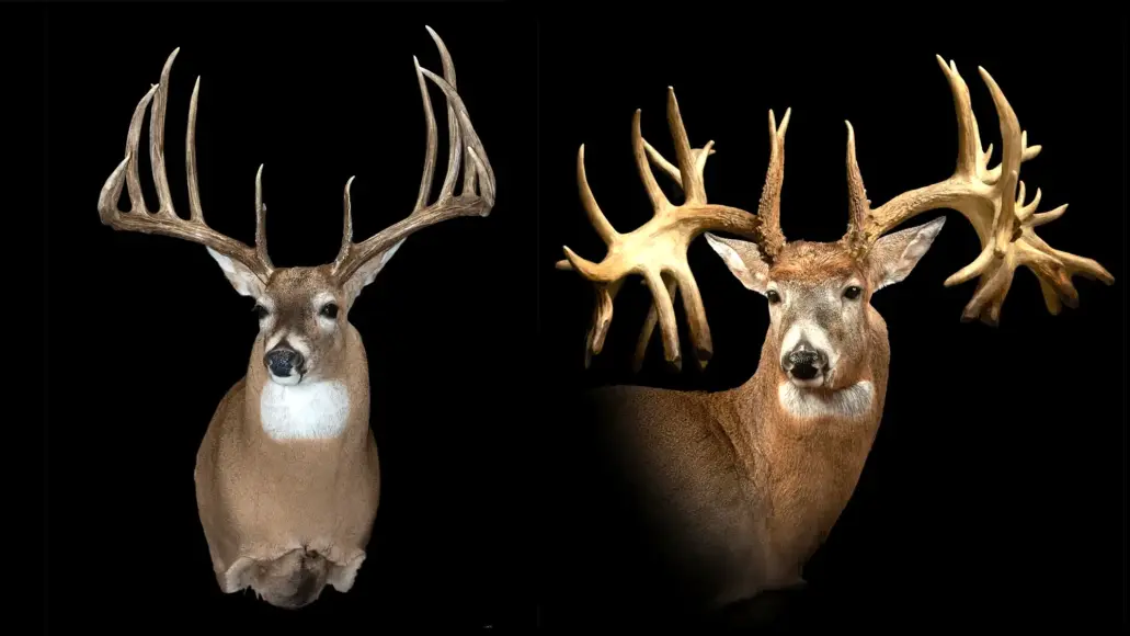 The famous Hanson buck on the left and Missouri Monarch on the right on black background.