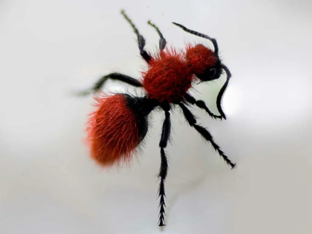 Velvet Ant