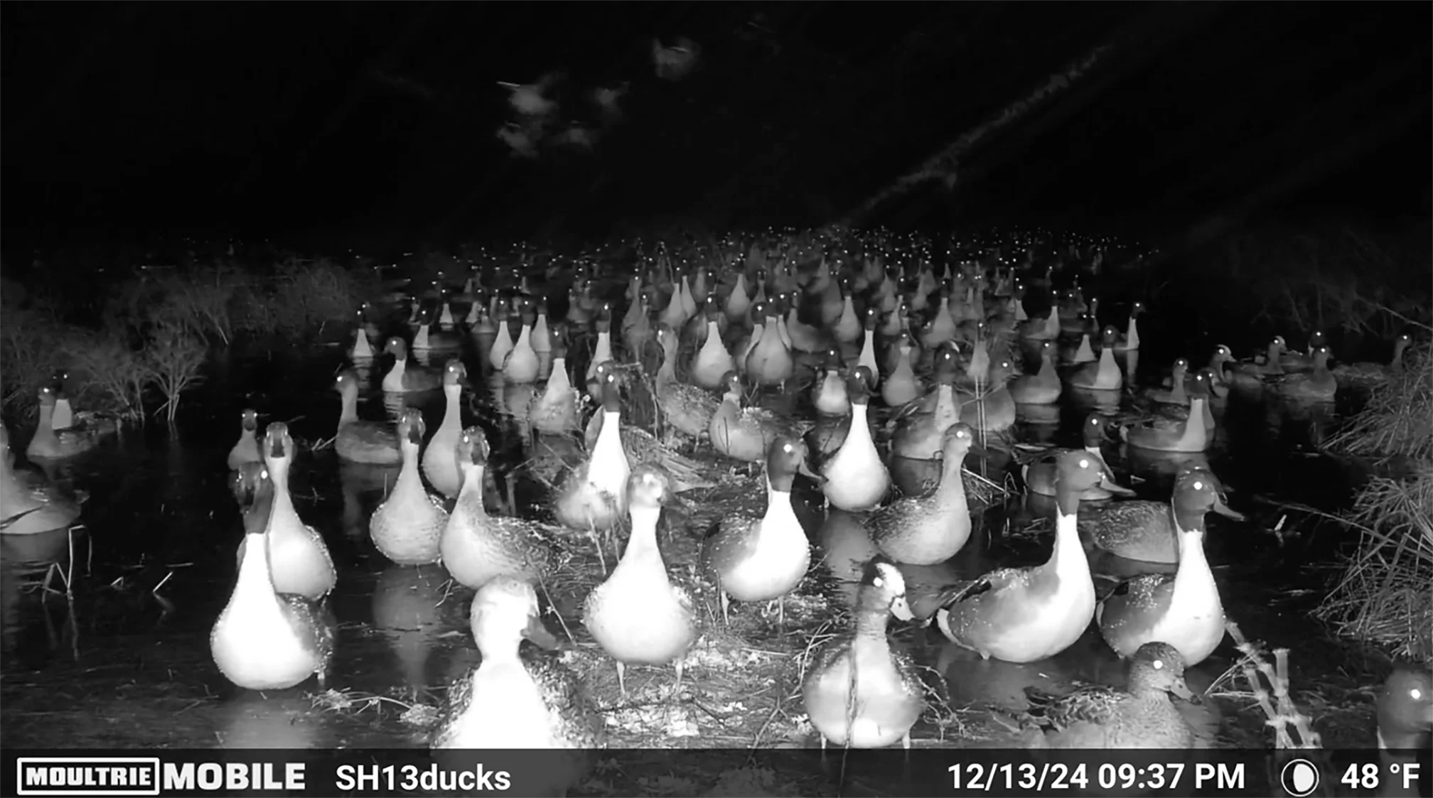 Pintails on trail cam