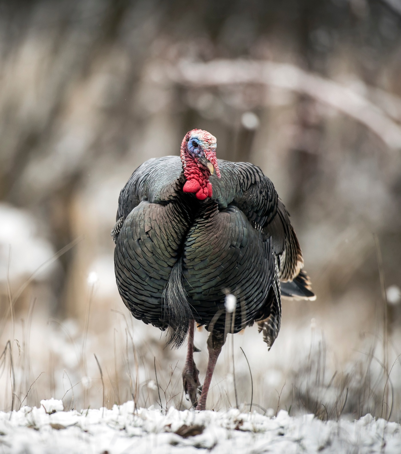 A tom turkey walk through snow-covered woods.