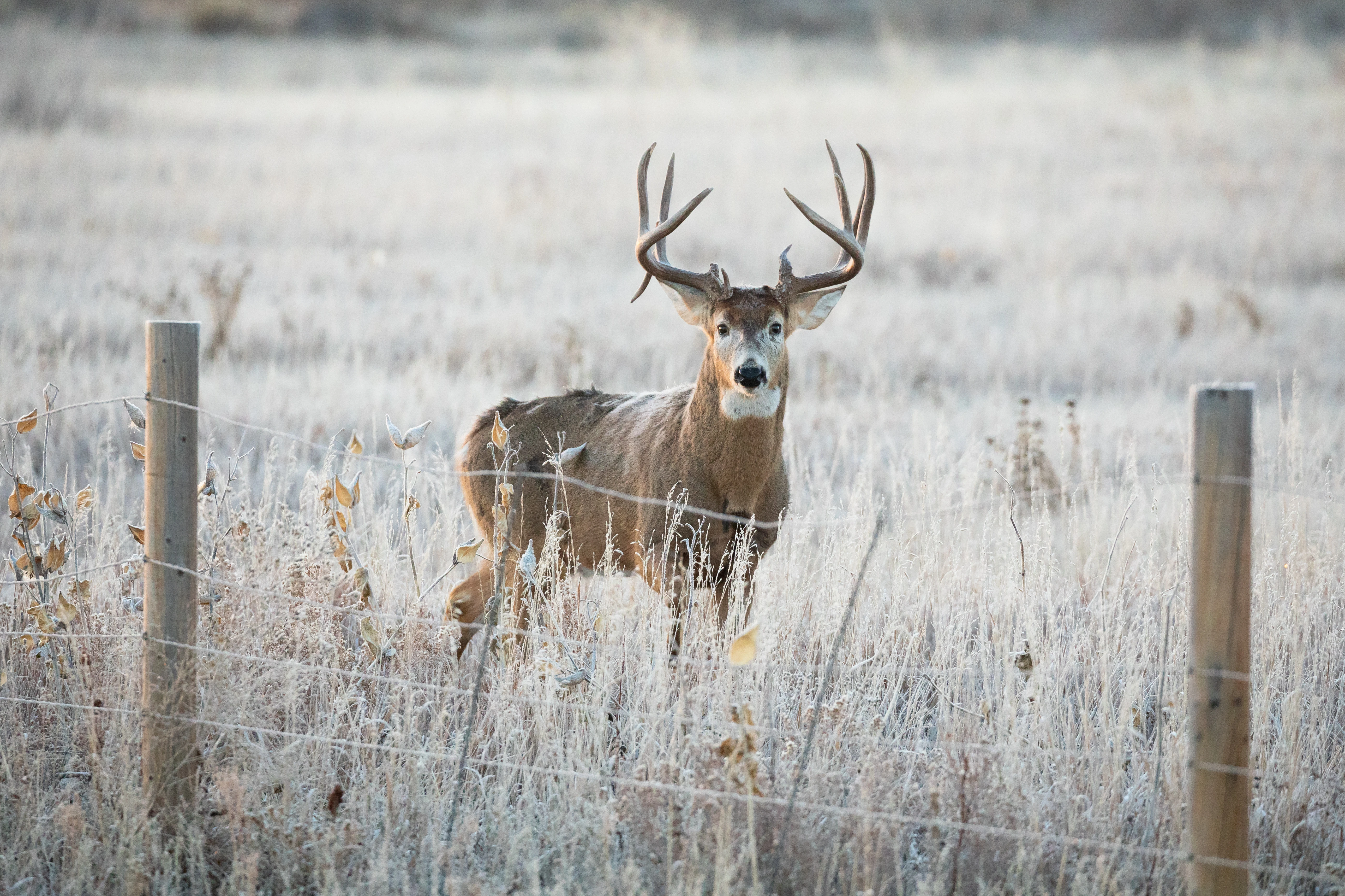 A big whitetail buck stands behind a wire fence in a field.