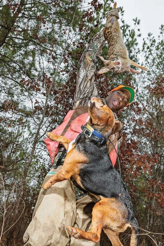 beagle jumping for rabbit