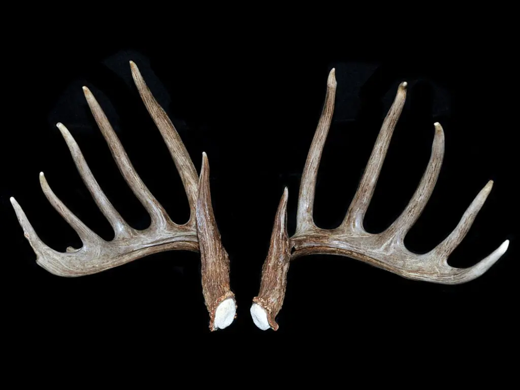 A trophy deer mount on a black background.