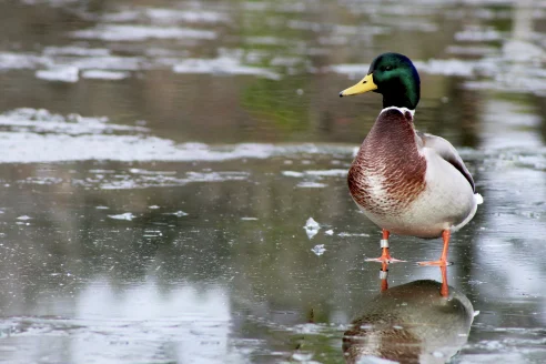 Banded mallard duck standing on ice