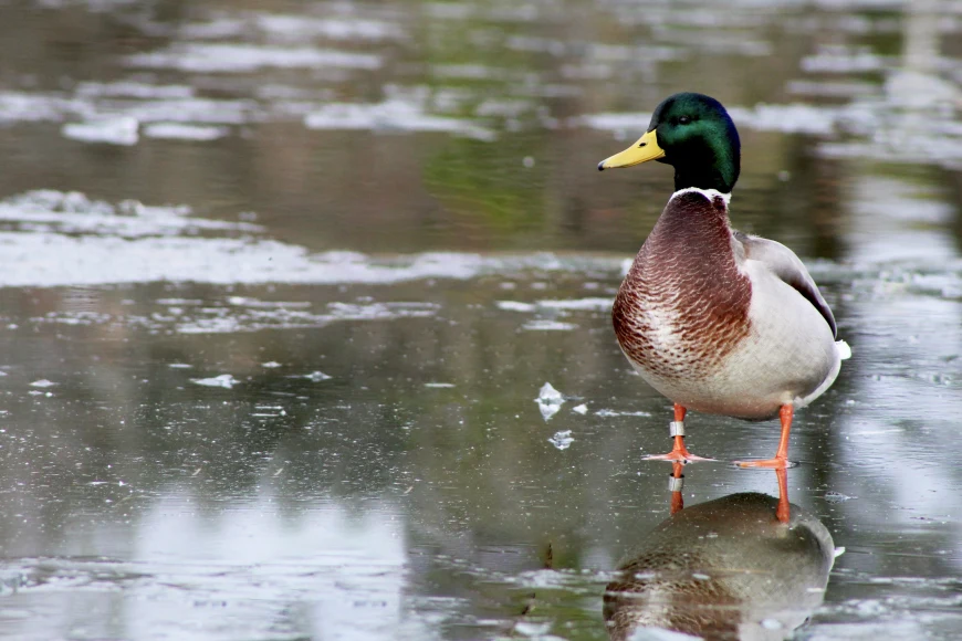 Banded mallard duck standing on ice