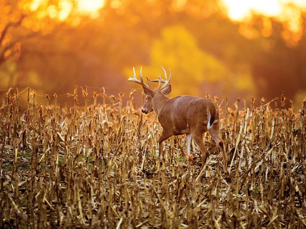 Pre-Rut buck in corn field