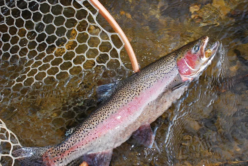 An angler poses with a wild steelhead.