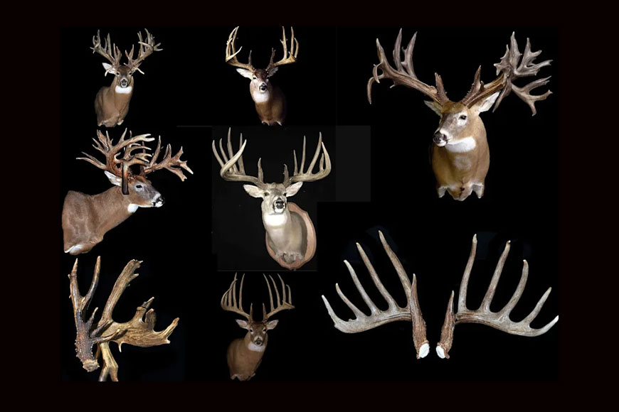 photo of huge shed antlers