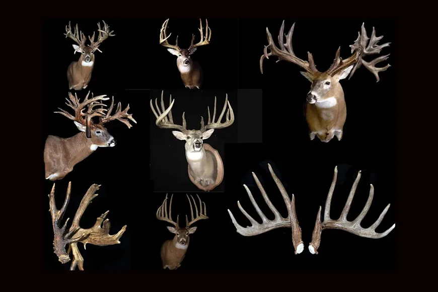 photo of huge shed antlers