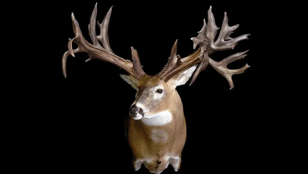 photo of huge shed antlers